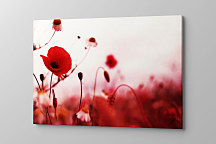 Obraz Krása divých makov zs1109